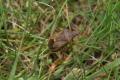 Shieldbugs: Picromerus bidens